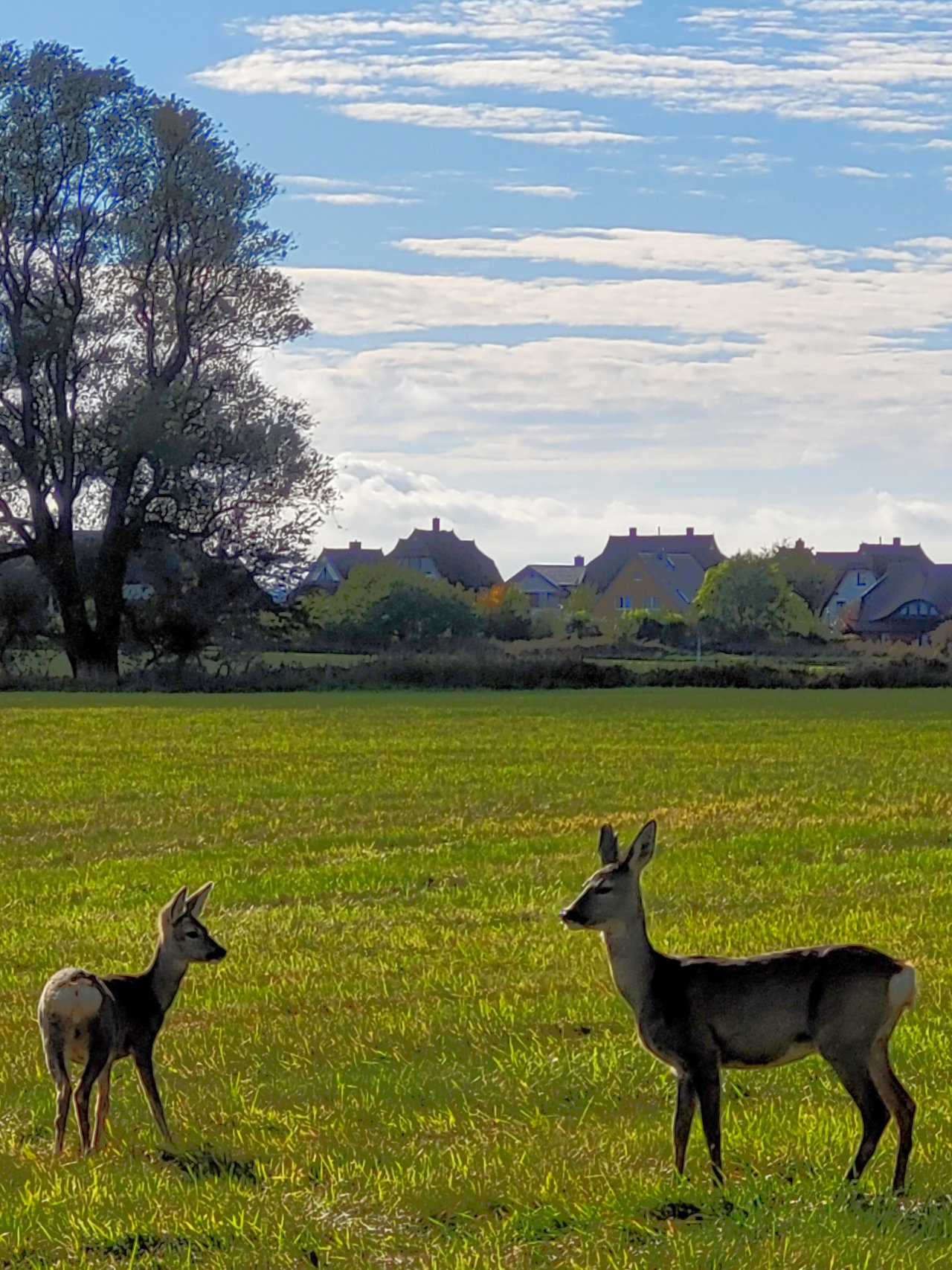 Reetdachhaus in Dranske