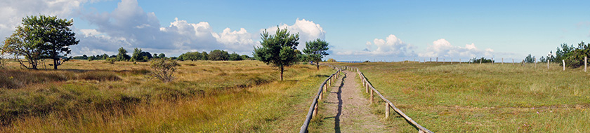 Heide
